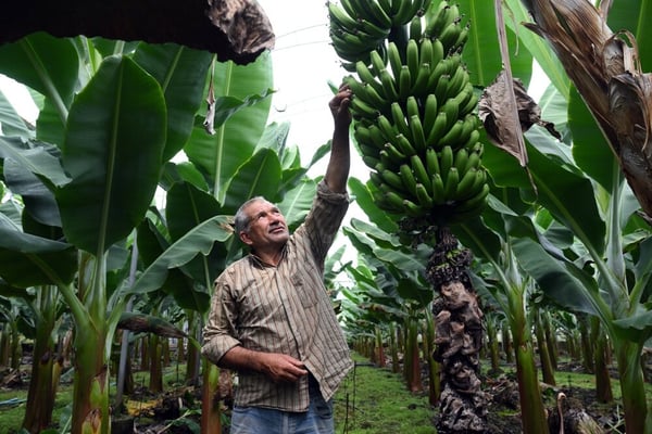 В России можно выращивать бананы, какао-бобы и кофе